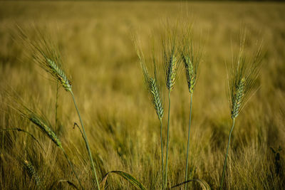 Close-up of wheat growing on field