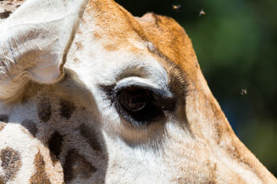 Close-up of a horse