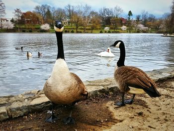 Swans swimming in lake