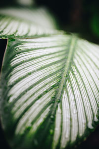 Close-up of wet green leaves