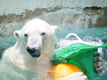 Close-up of sheep in water