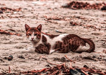 Portrait of tabby cat lying on land