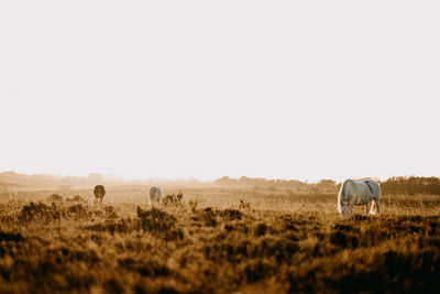 Sheep grazing in a field