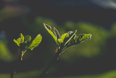 Close-up of plant growing in field