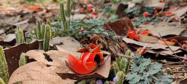 Close-up of red flower on field