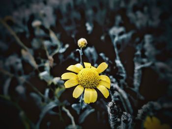 Close-up of yellow flowering plant