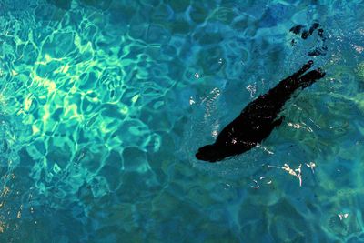 High angle view of fish swimming in sea