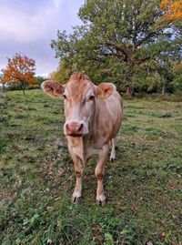 Cow standing on field