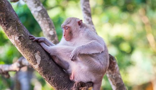 Close-up of monkey sitting on branch