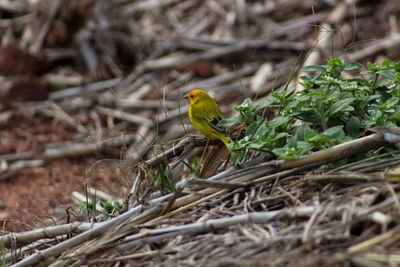 Close-up of bird perching on branch