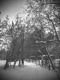 Bare trees on snow covered landscape