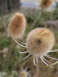 Close-up of dandelion on field