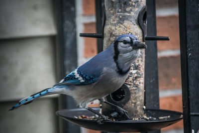 Close-up of bird perching on feeder