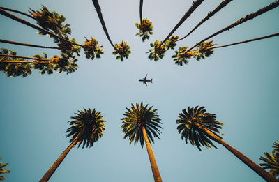 Low angle view of palm tree against sky