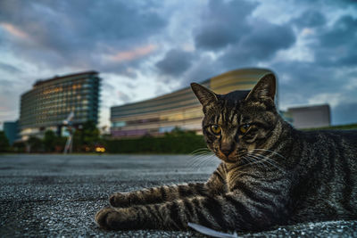 Portrait of a cat against sky