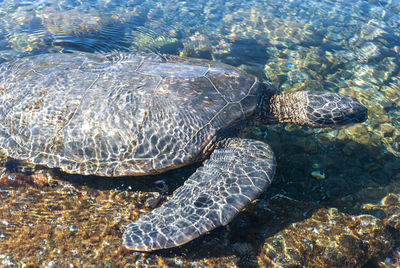 High angle view of turtle swimming in sea