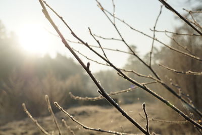 Close-up of plants against sky during sunset