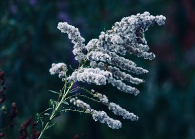 Close-up of frozen plant