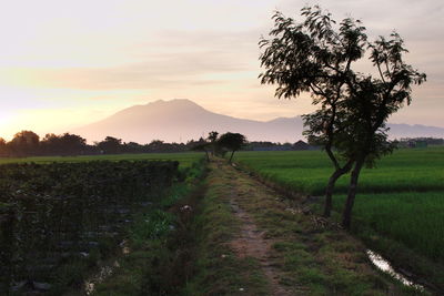 Scenic view of agricultural field against sky during sunset