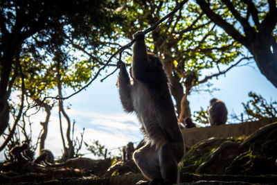 Low angle view of monkey sitting on tree in forest