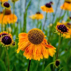 Close-up of sunflowers blooming outdoors