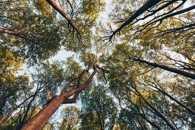 Low angle view of trees against sky