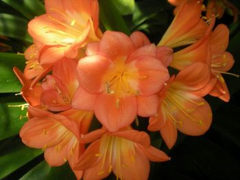 Close-up of orange flower