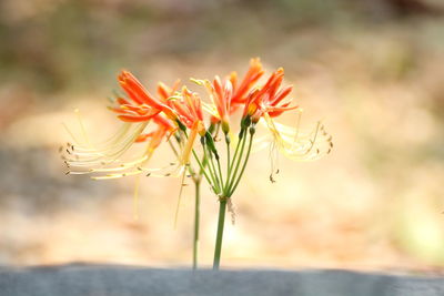 Close-up of flowers blooming outdoors