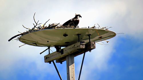 Osprey on man-made nest platform