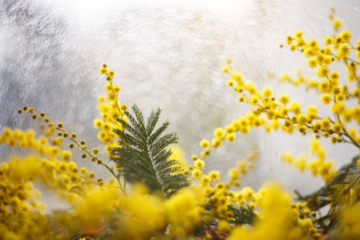 Close-up of yellow flowering plant