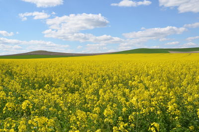 Scenic view of oilseed rape field against sky