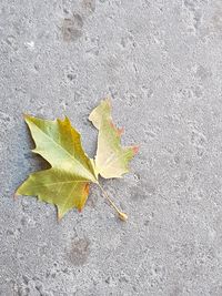 High angle view of maple leaves on road