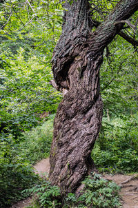 Close-up of tree trunk in forest