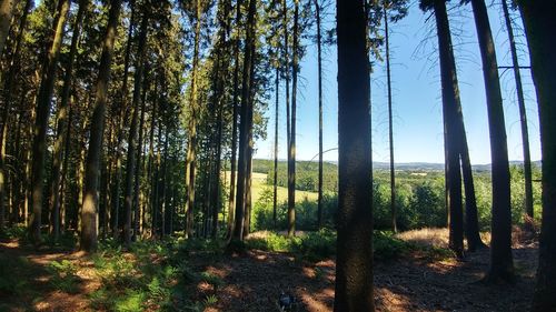Trees growing in forest against sky