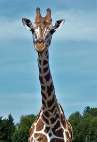 Portrait of giraffe on tree against sky