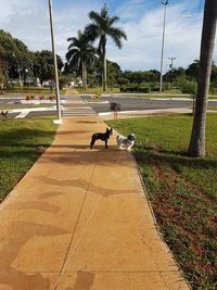 Dog on palm trees