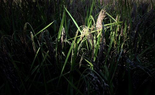 Plants growing on field