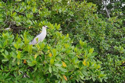 White heron perching on tree