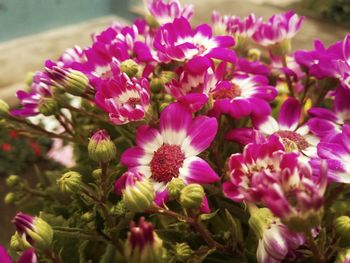 Close-up of pink flowers blooming outdoors