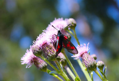 Close-up of butterfly pollinating on purple flower