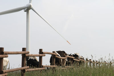 Windmill by cows on field against sky