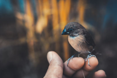 Close-up of hand holding bird