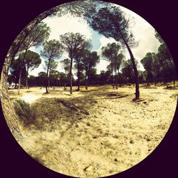 Trees against sky