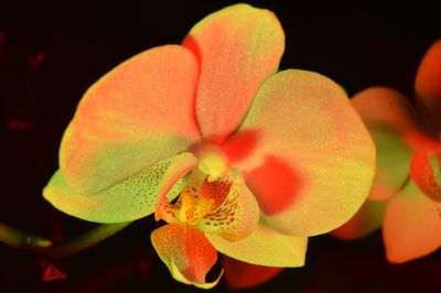 Close-up of flower against blurred background