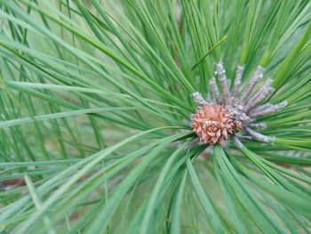 Full frame shot of pine tree