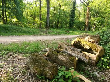 Stack of logs in forest