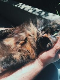 Close-up of hand holding cat