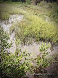 High angle view of grass on field by lake