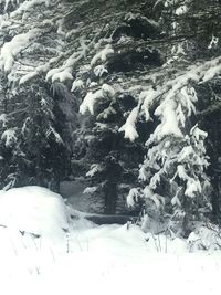 Snow covered trees