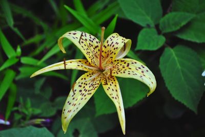 Close-up of flowering plant